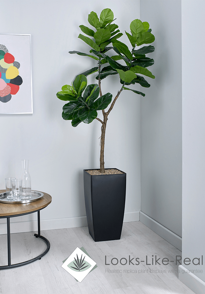indoor floor standing plants Fiddle Leaf Fig Floor Standing Plant– Flogit2us.com