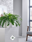 Boston Fern Cabinet Trough - NWOF