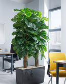 Cheese Plant Floor Trough - NWOF