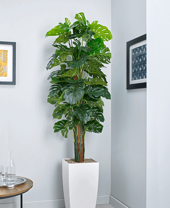 Cheese Plant on Pole - Tall Floor Standing Plant - NWOF