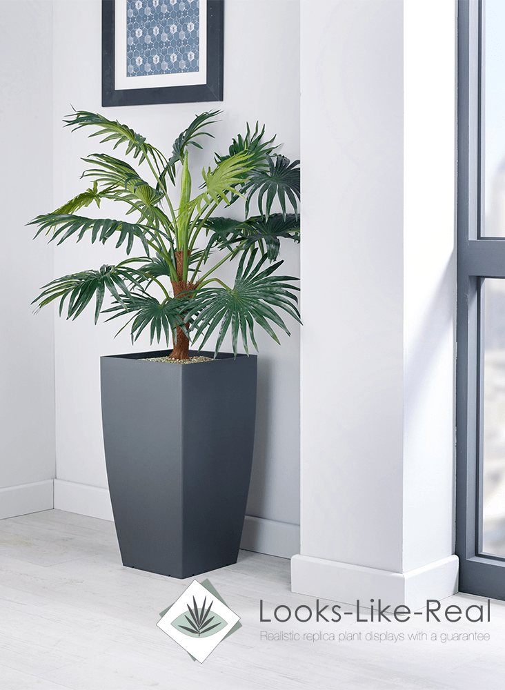 Chinese Fan Palm Floor Standing Plant - NWOF