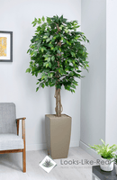 Green Weeping Fig Floor Standing Plant - NWOF