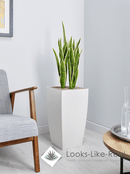 Mother in Law’s Tongue Floor Standing Plant - NWOF