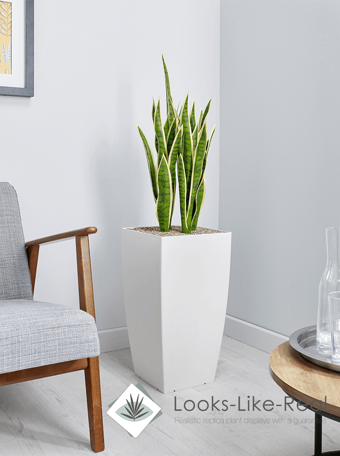 mother in law's tongue plant pot Mother in Law's Tongue Floor Standing Plant– Flogit2us.com